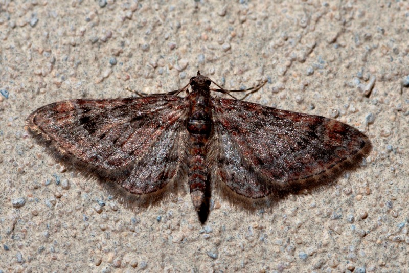 Gymnoscelis rufifasciata ♂ da confermare